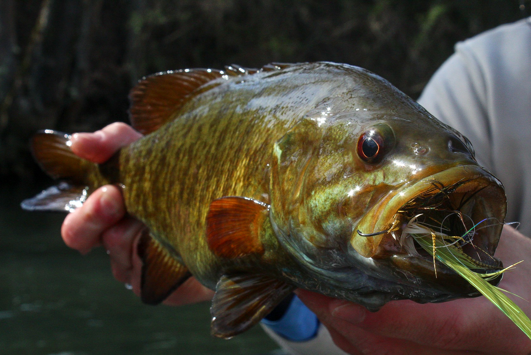 Smallmouth Bass