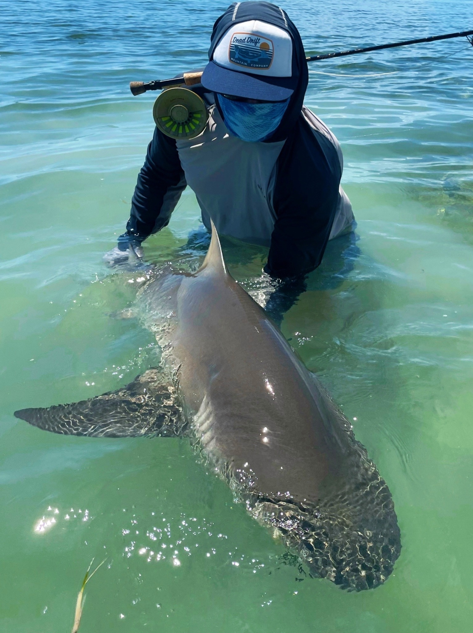 Lemon Shark