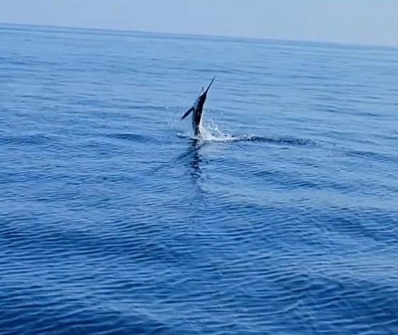 White Marlin