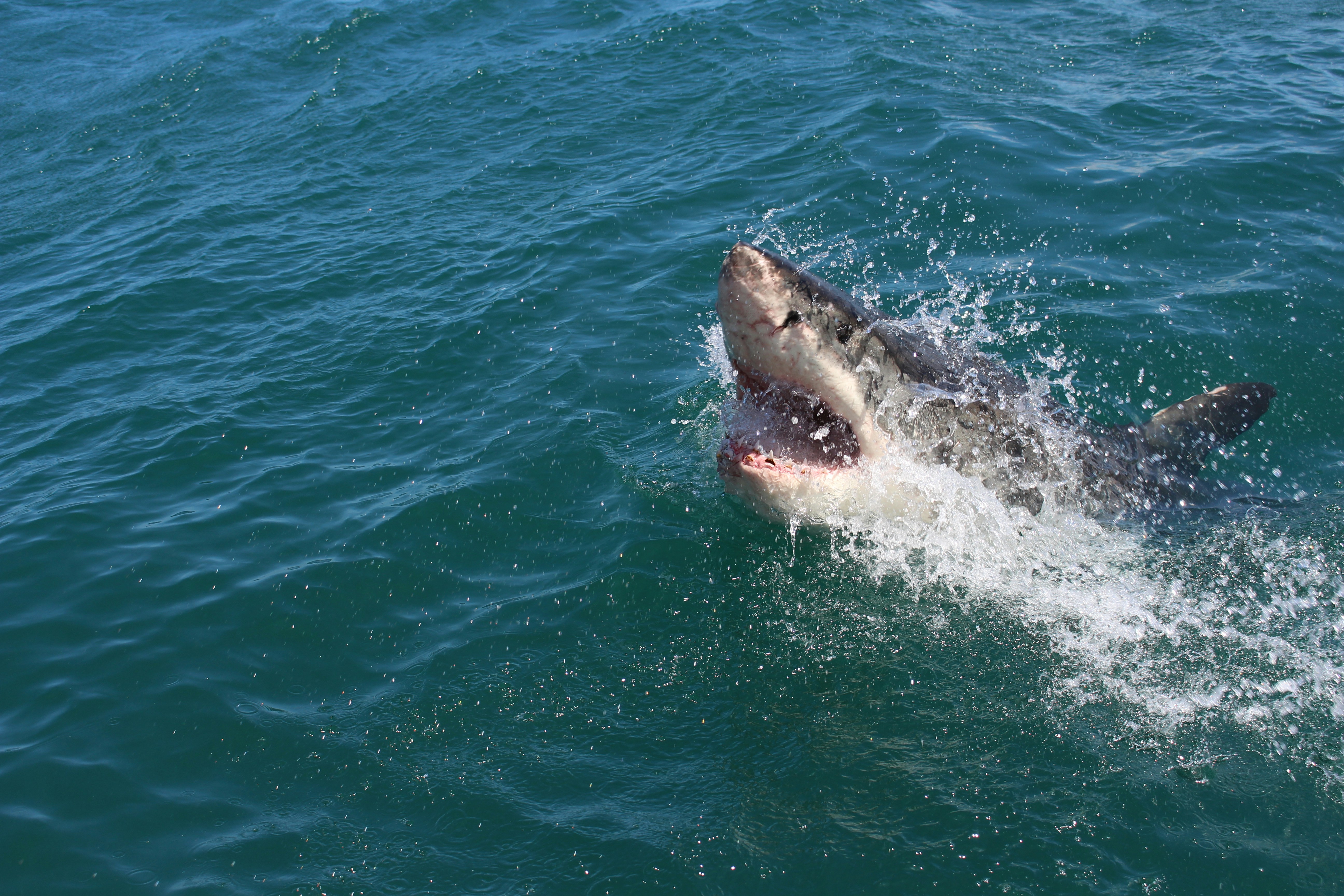 Great White Shark