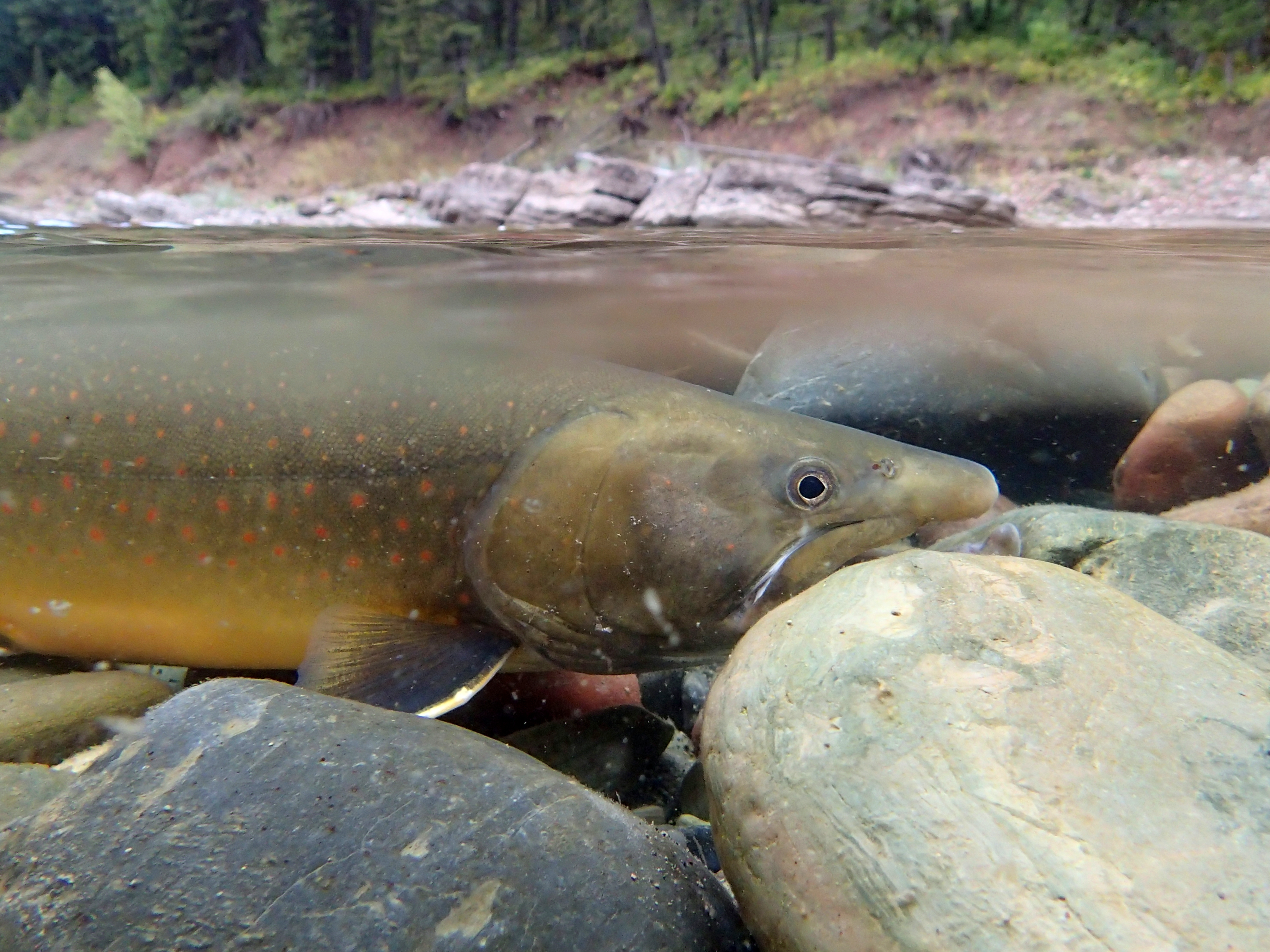 Bull Trout