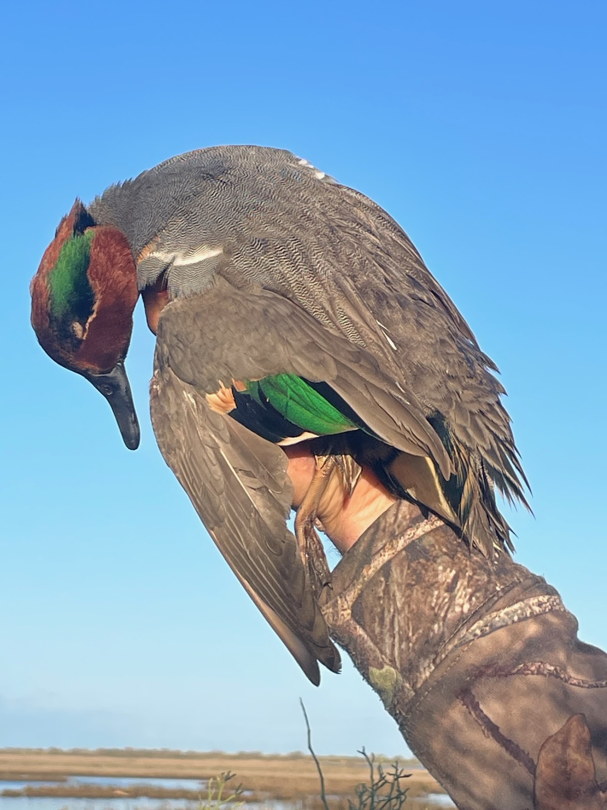 Green-Winged Teal