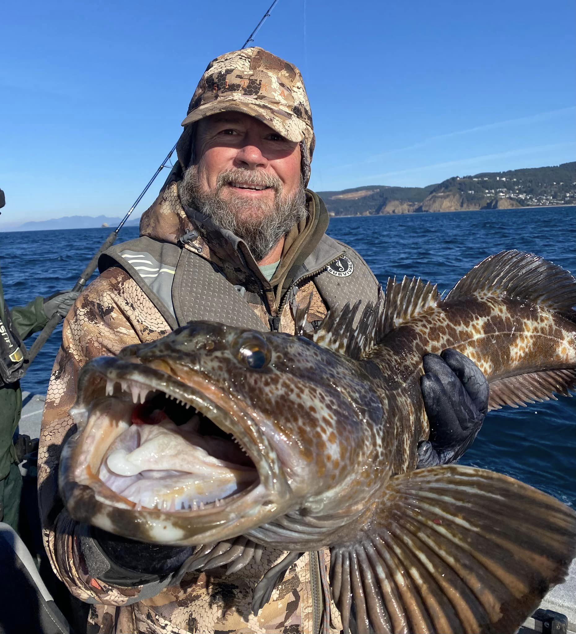 Lingcod