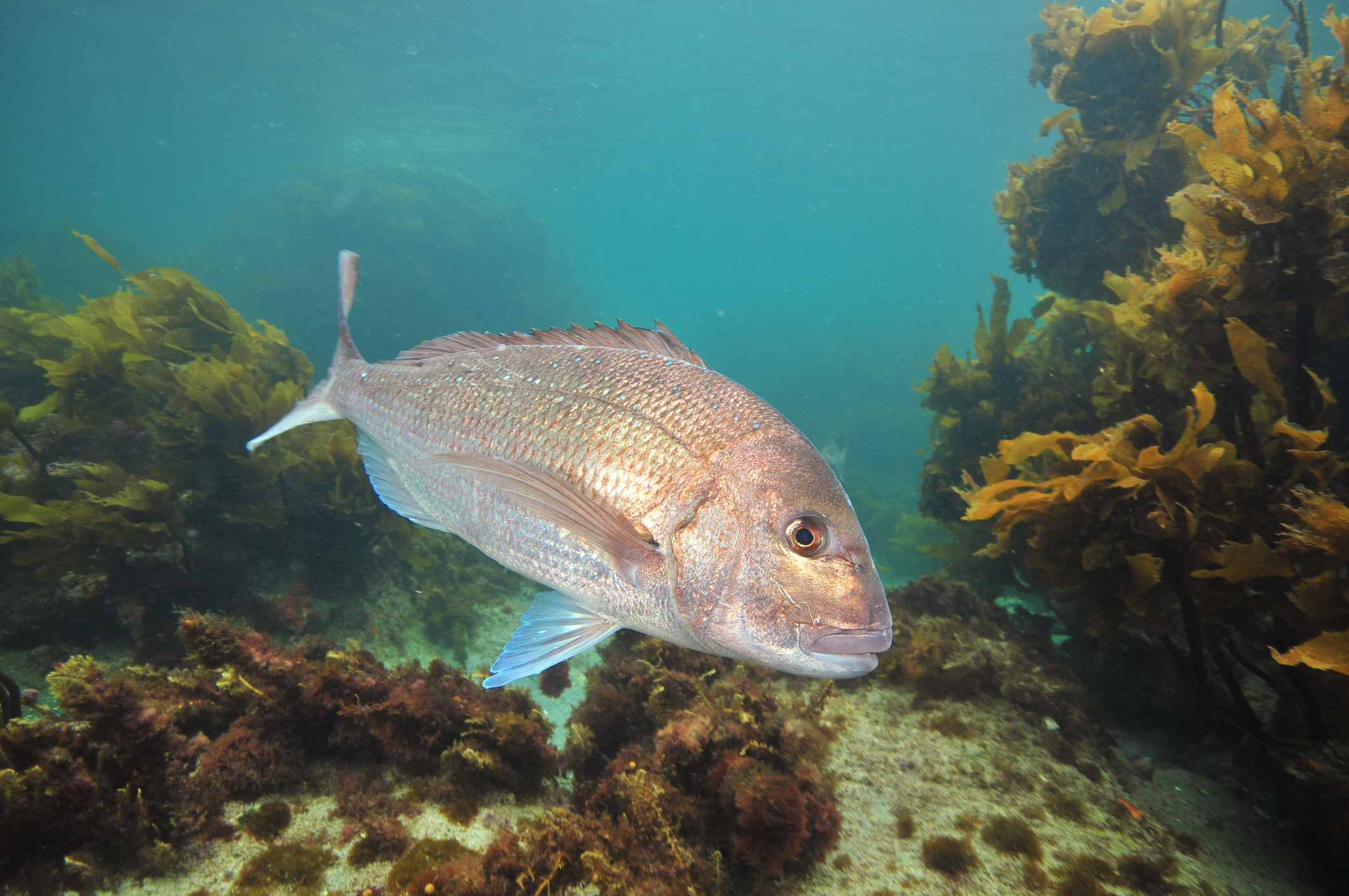 Pink Snapper