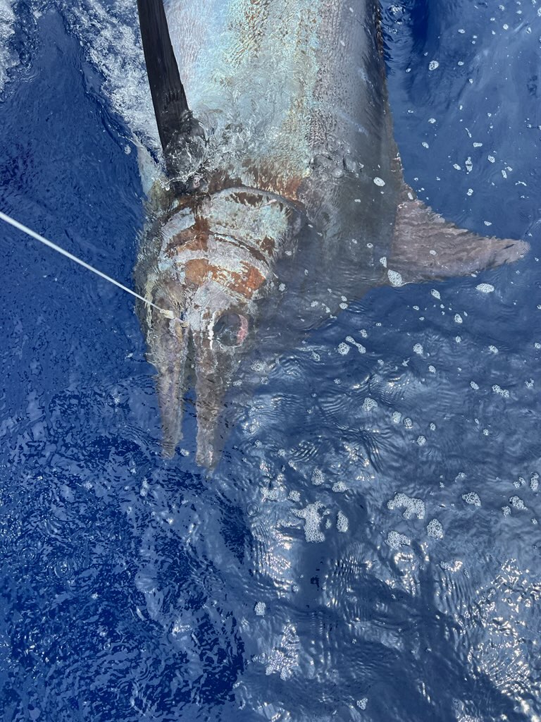 Black Marlin