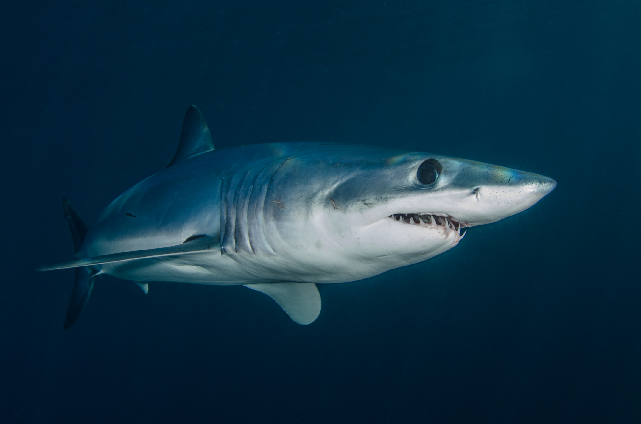Porbeagle Shark