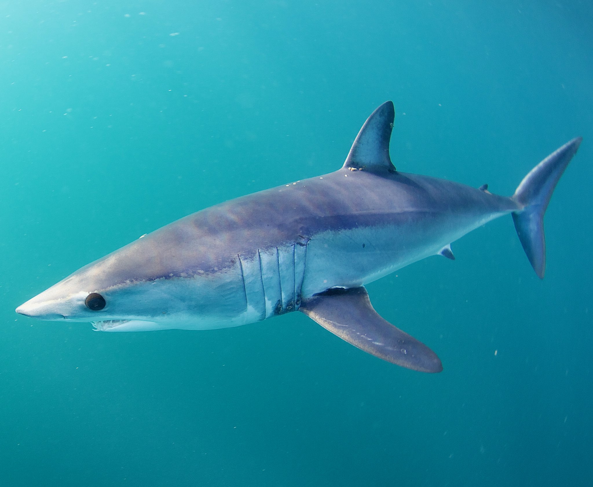 Mako Shark