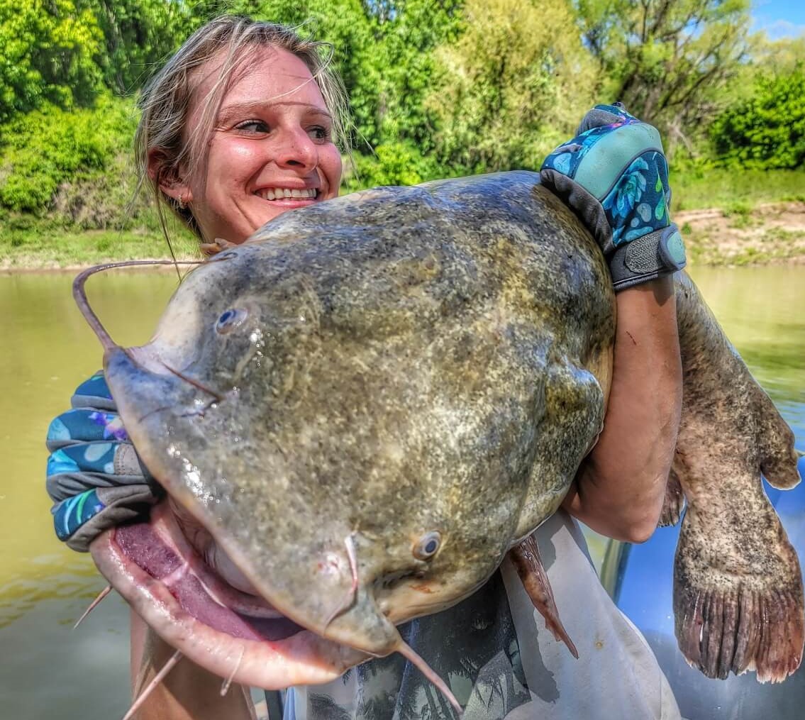 Flathead Catfish