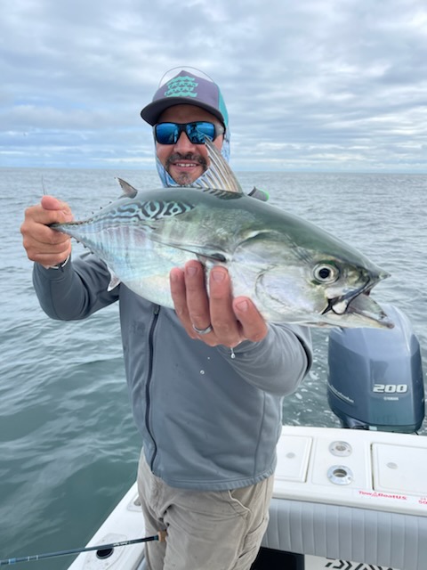 False Albacore