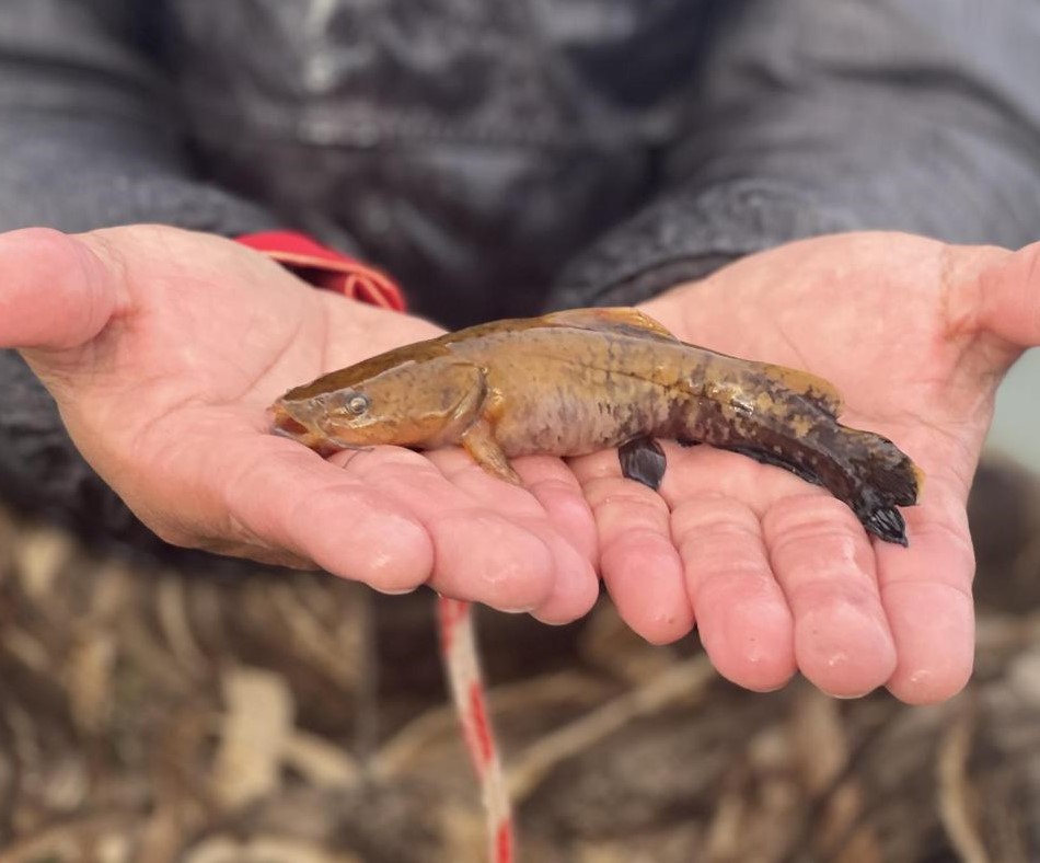 Bullhead Catfish