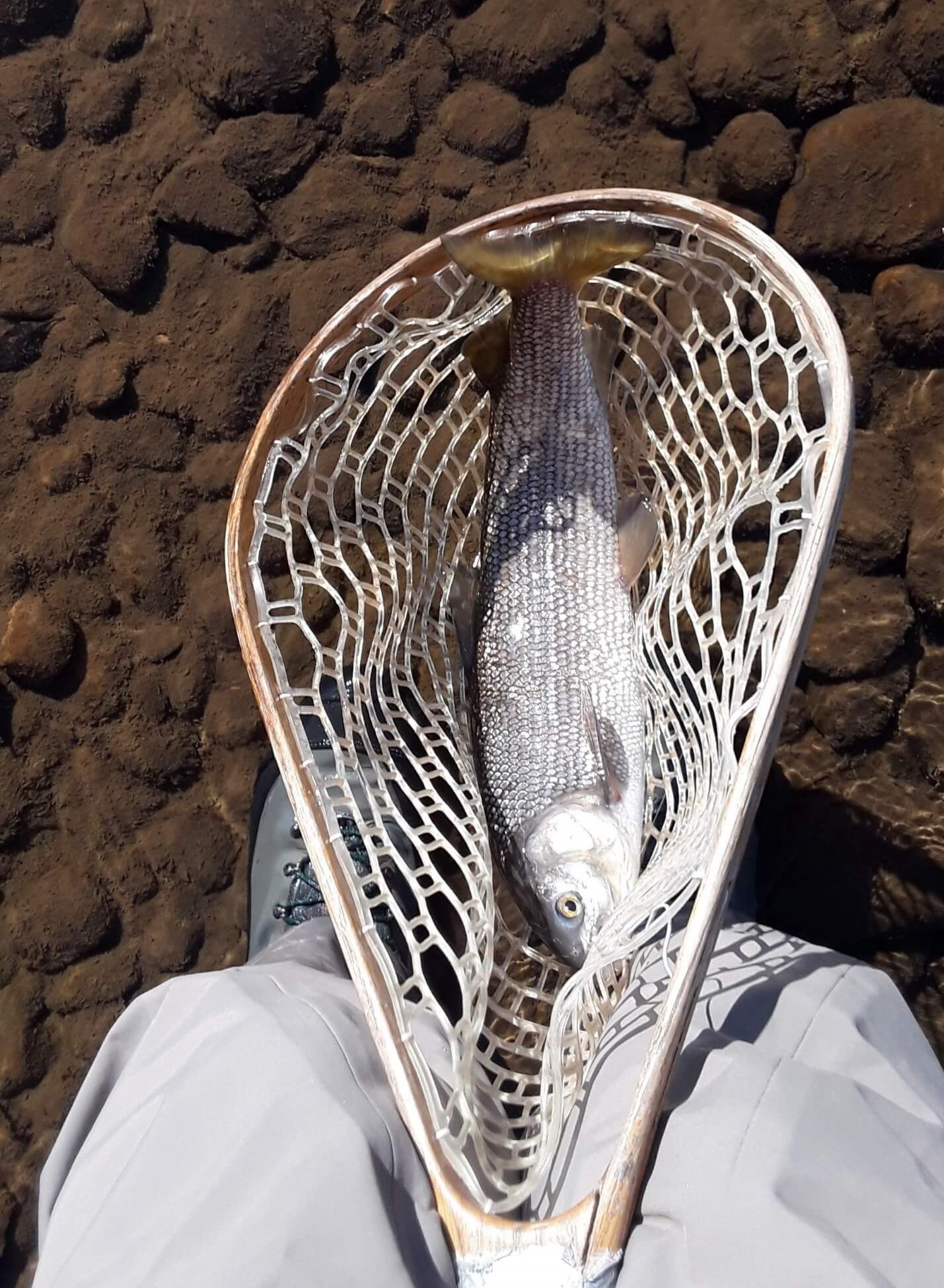 Lake Whitefish