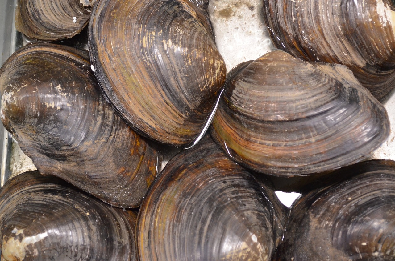 Clam