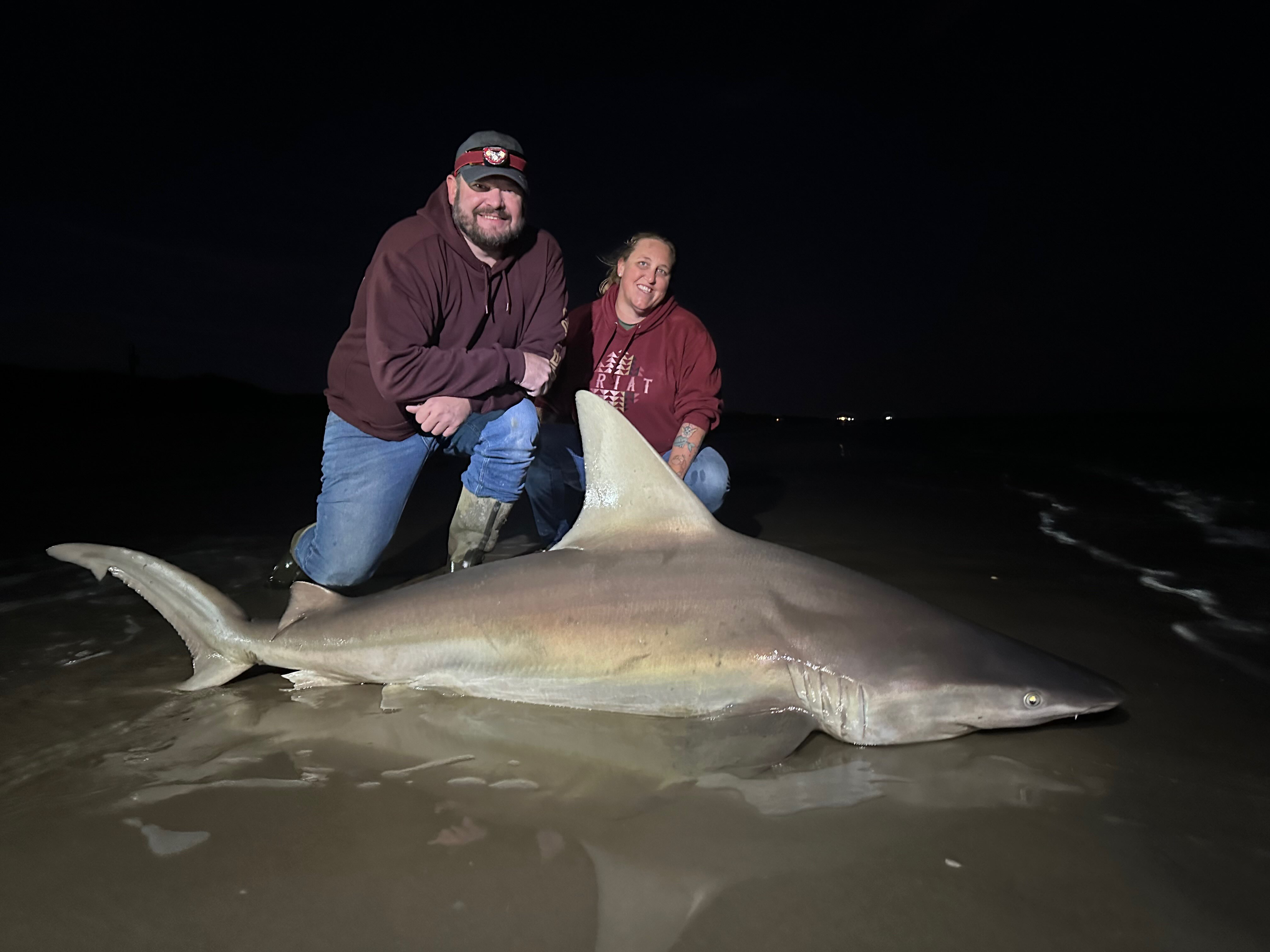 Sandbar Shark