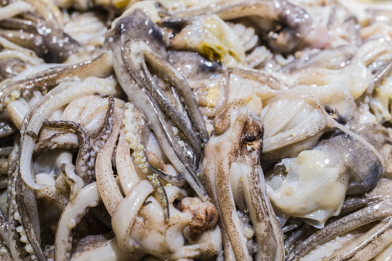 Squid