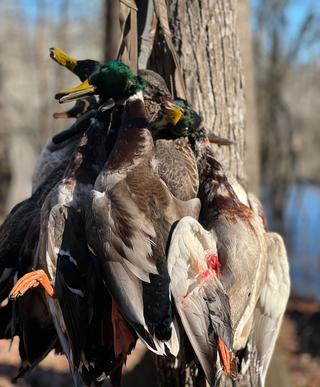 Mallard