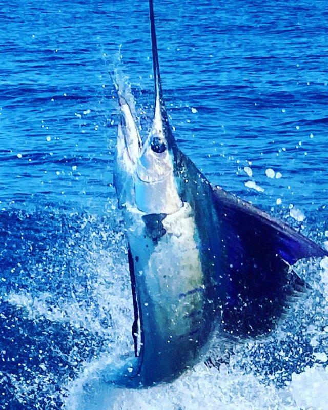 Sailfish