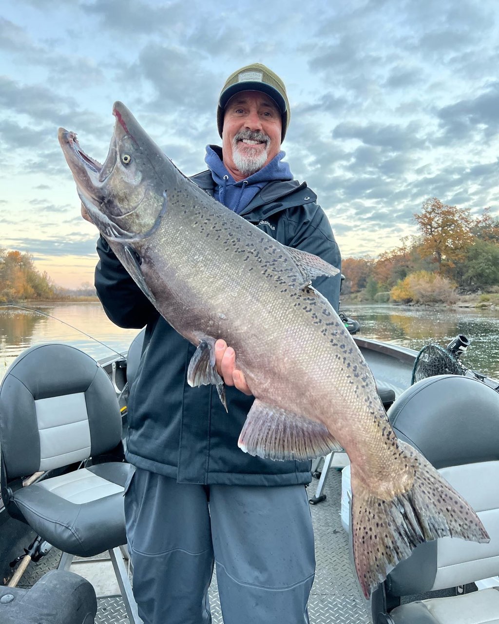 Chinook Salmon