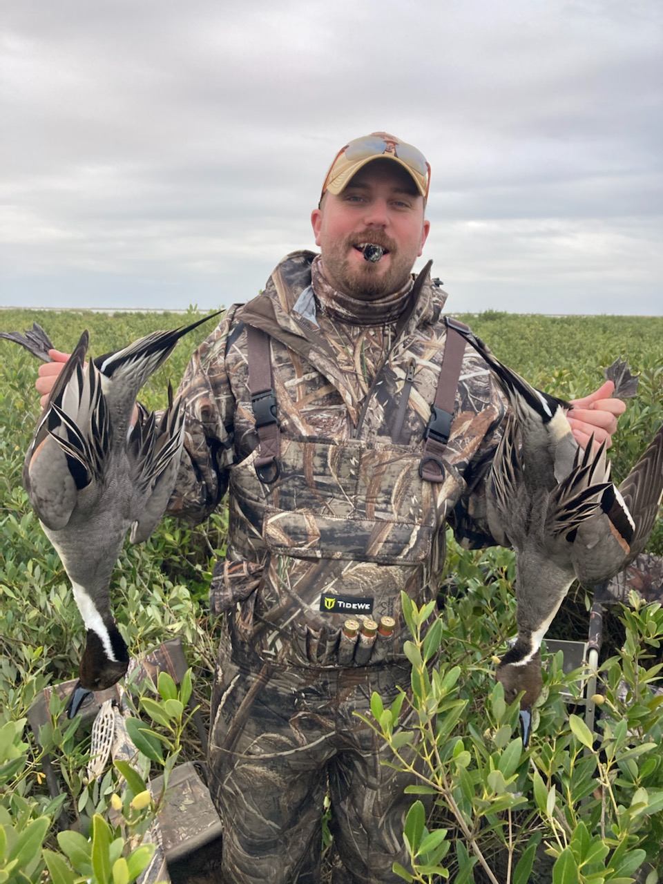 Northern Pintail