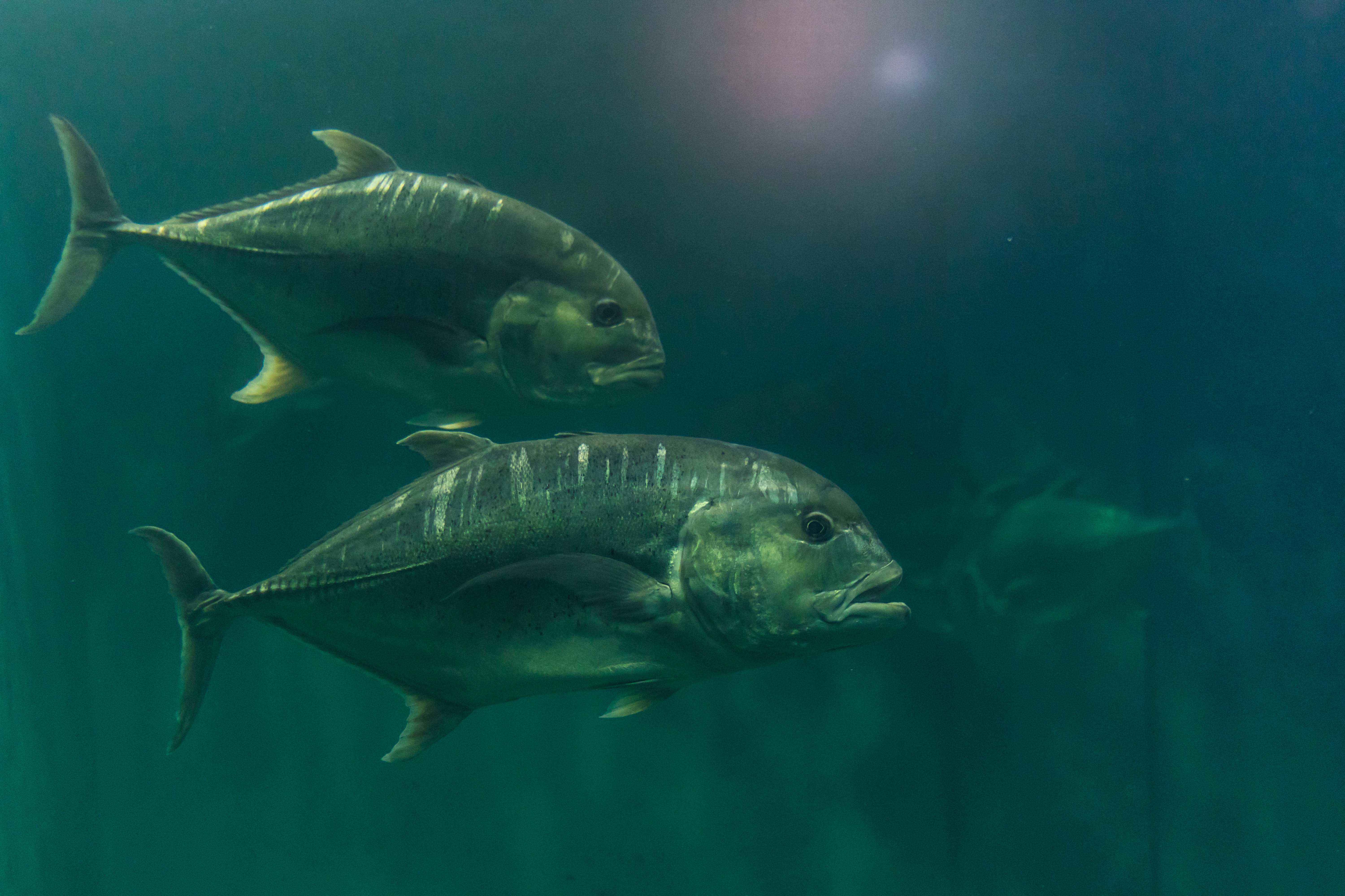 Giant Trevally