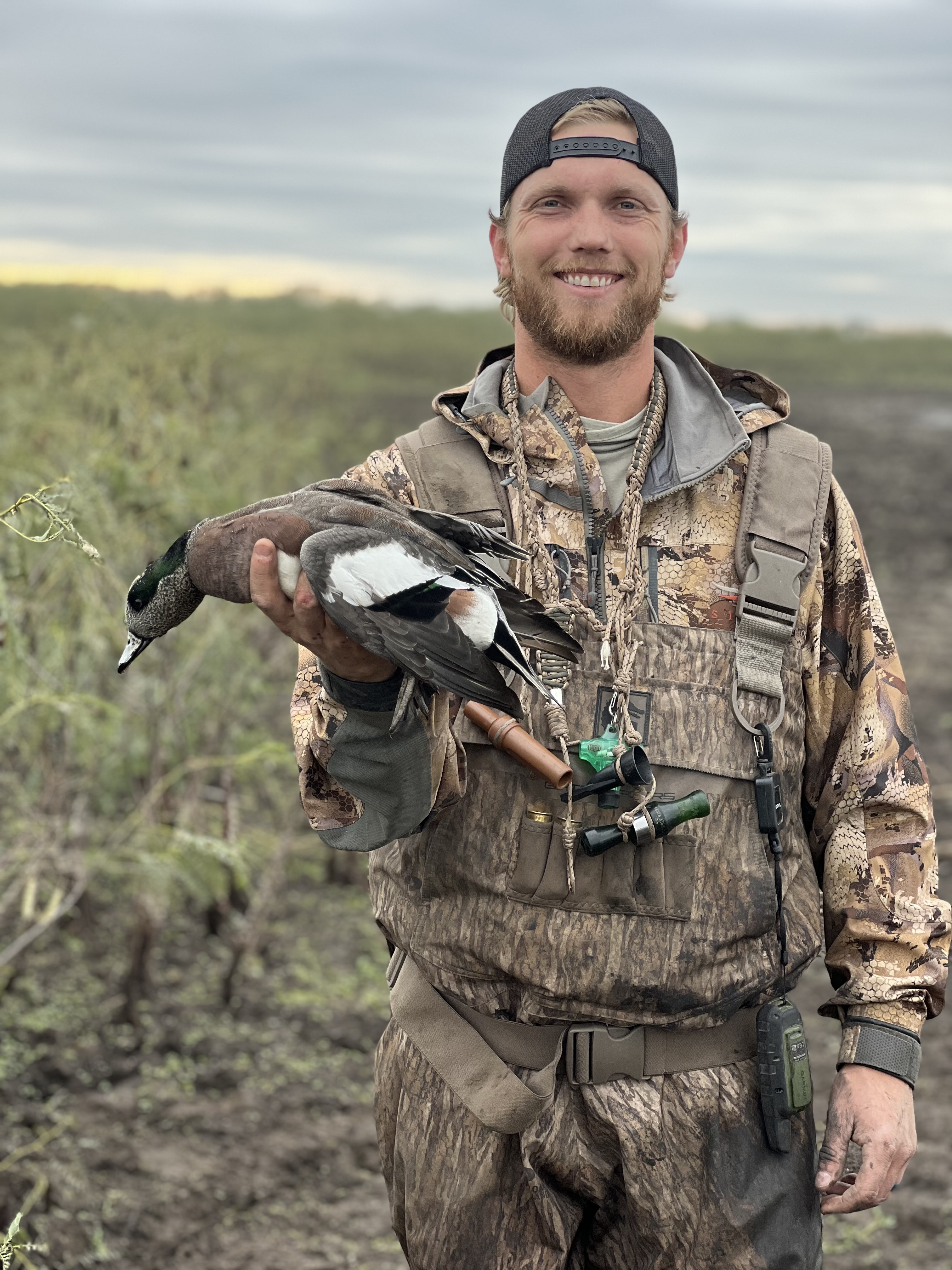 Wigeon