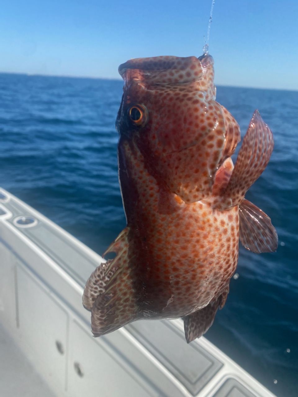 Strawberry Grouper