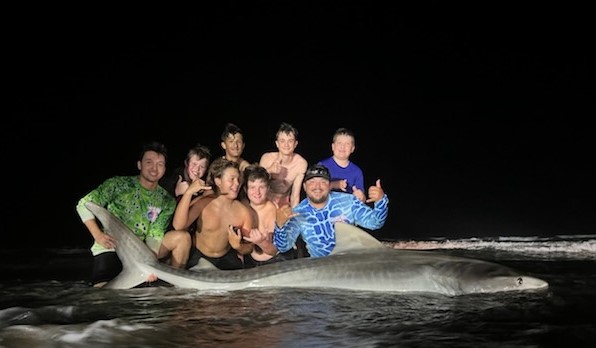 Tiger Shark