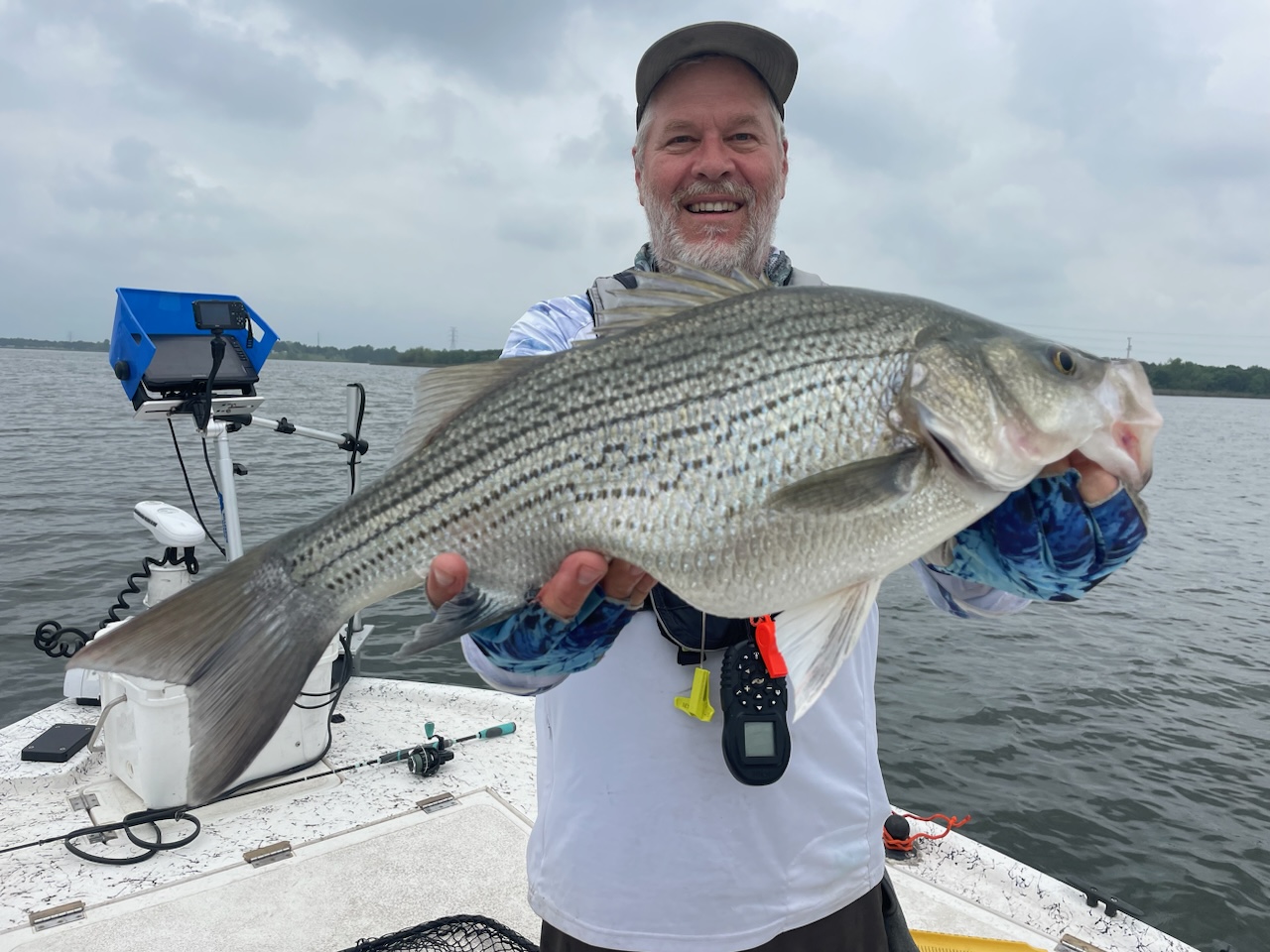 Hybrid Striped Bass