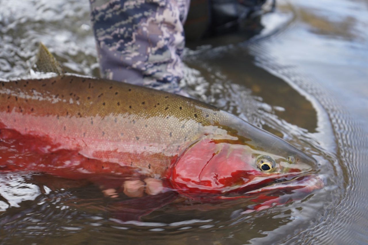 Cutthroat Trout