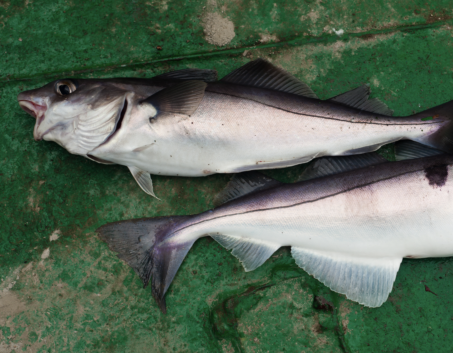 Haddock