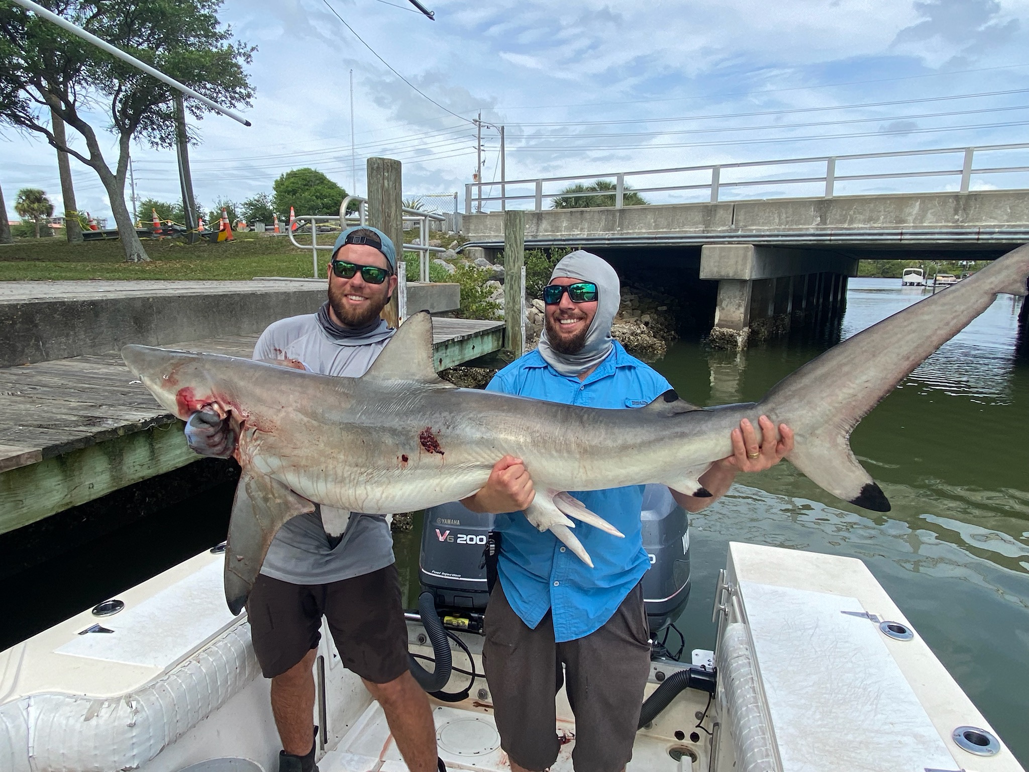 Blacktip Shark