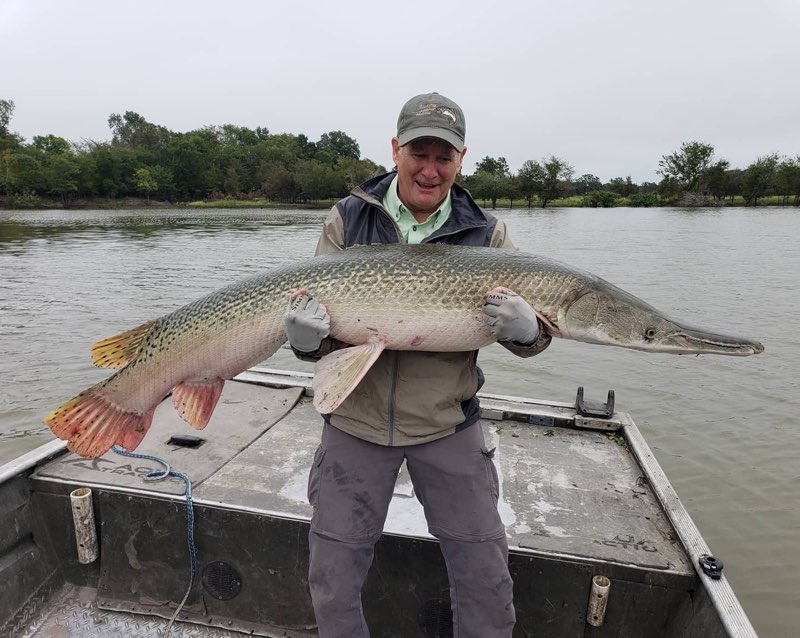 Alligator Gar
