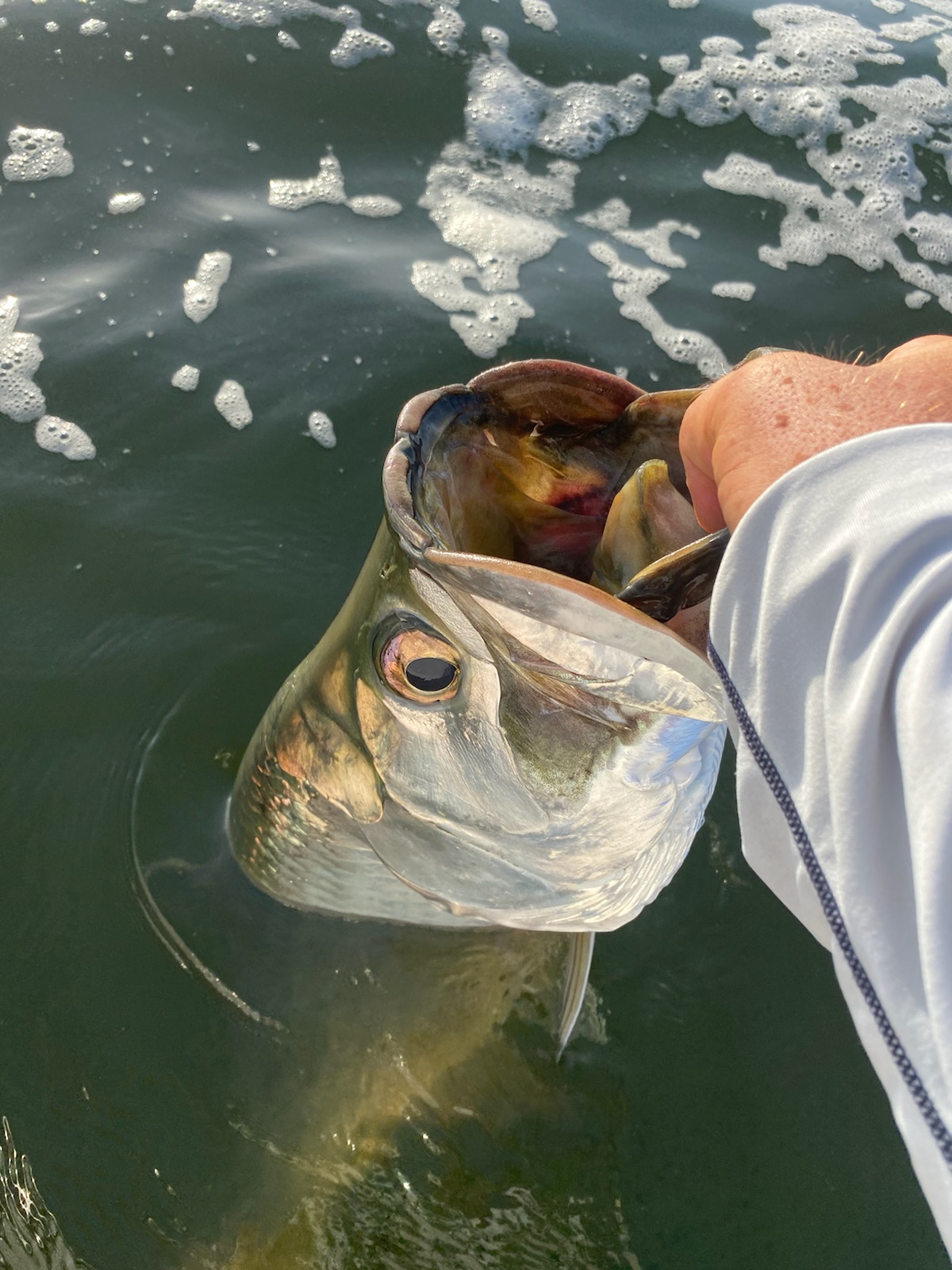 Tarpon