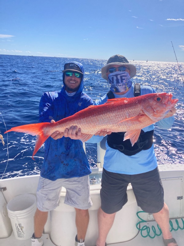 Queen Snapper