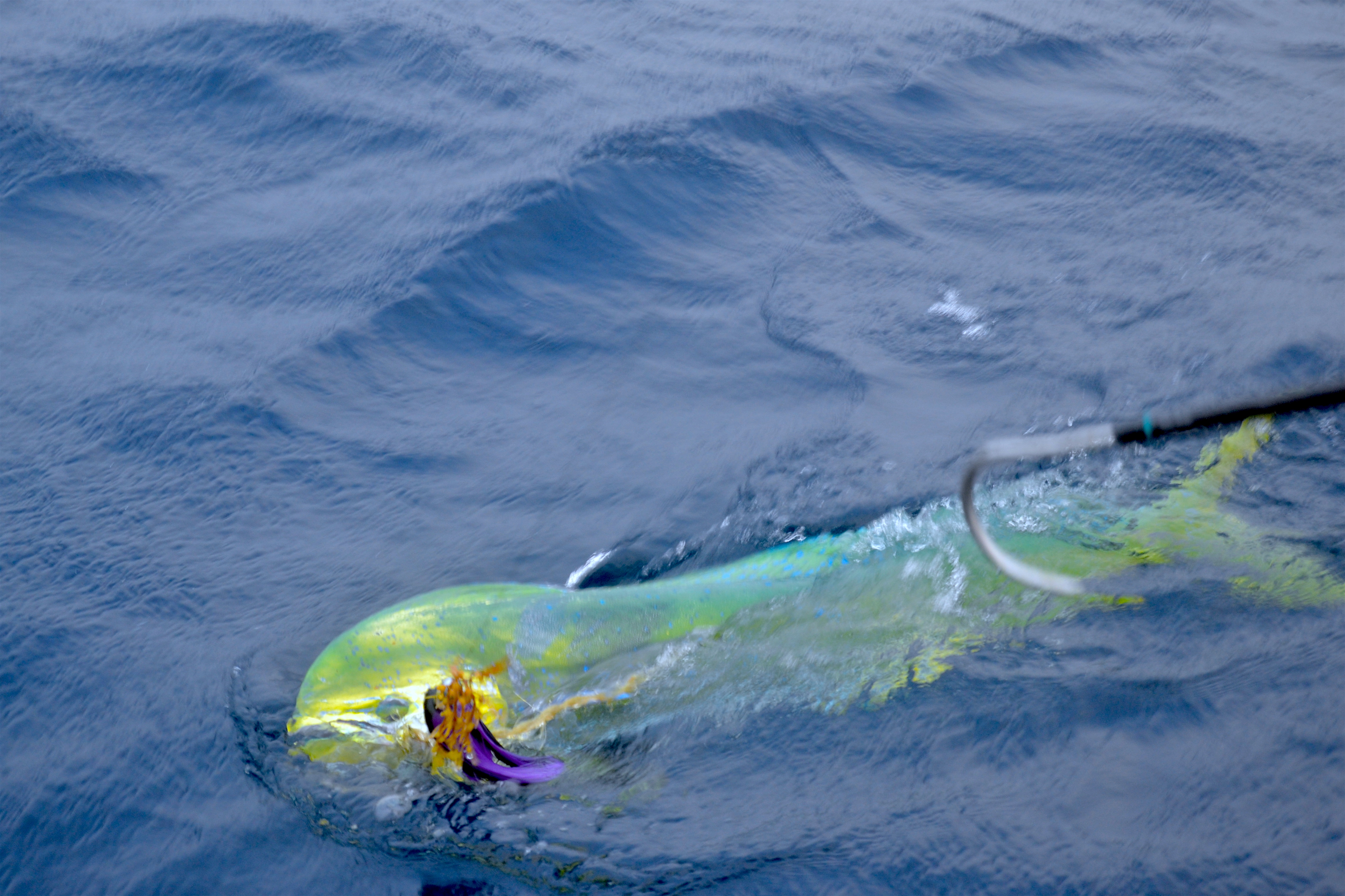 mahi mahi fishing