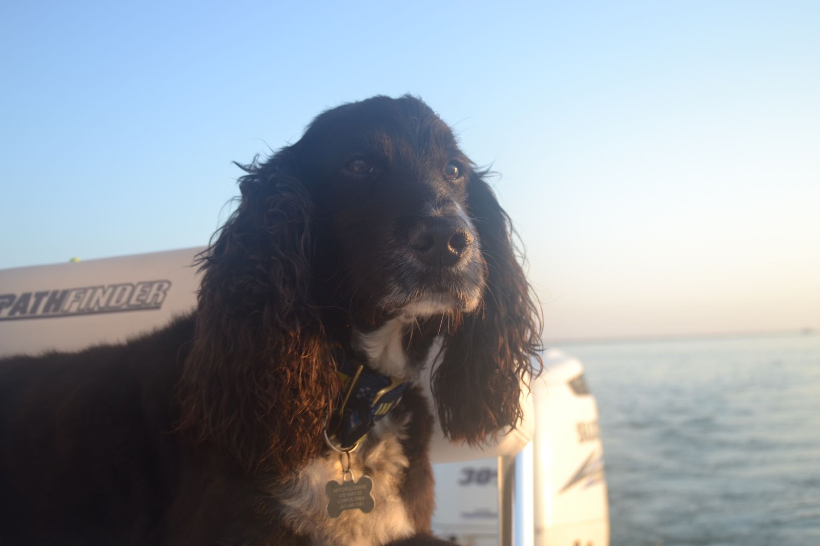 picture-of-duke