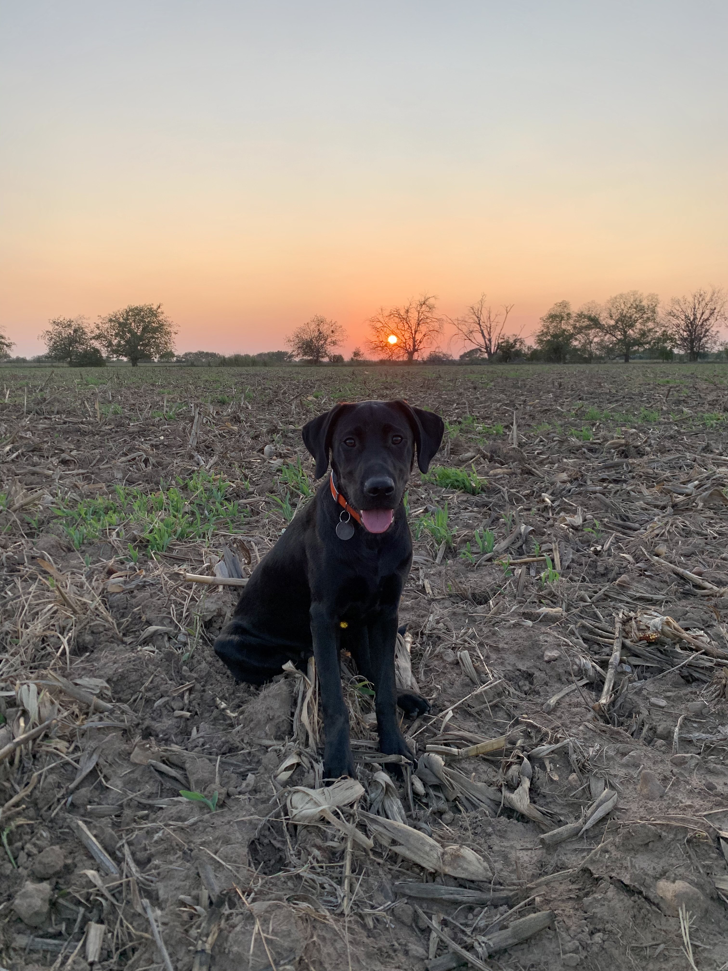 picture-of-hank