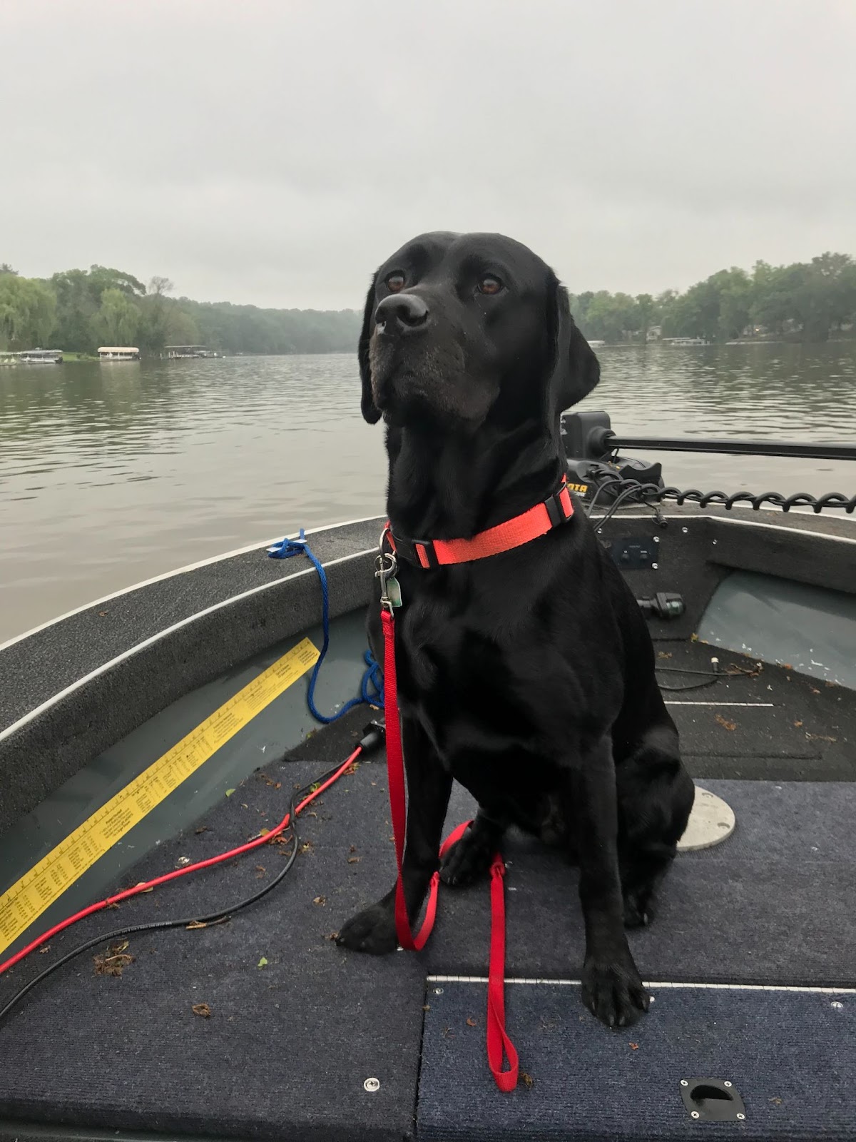 picture-of-dexter