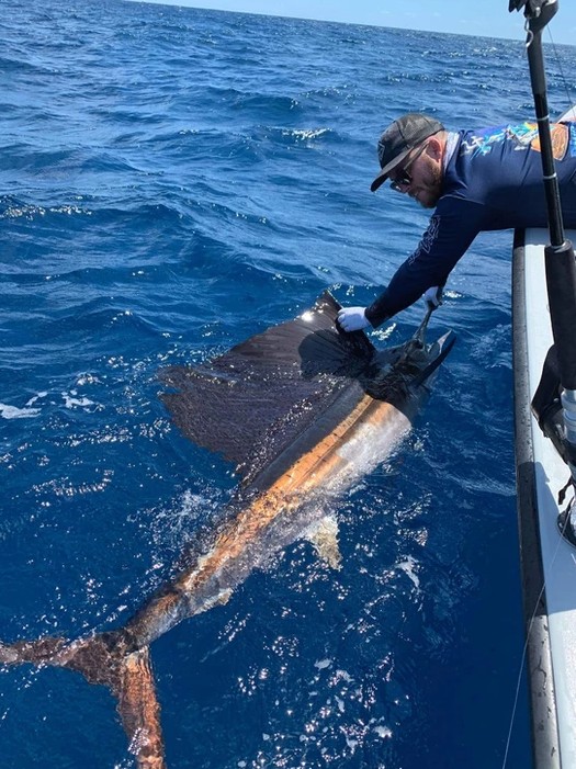 Miami Sailfish