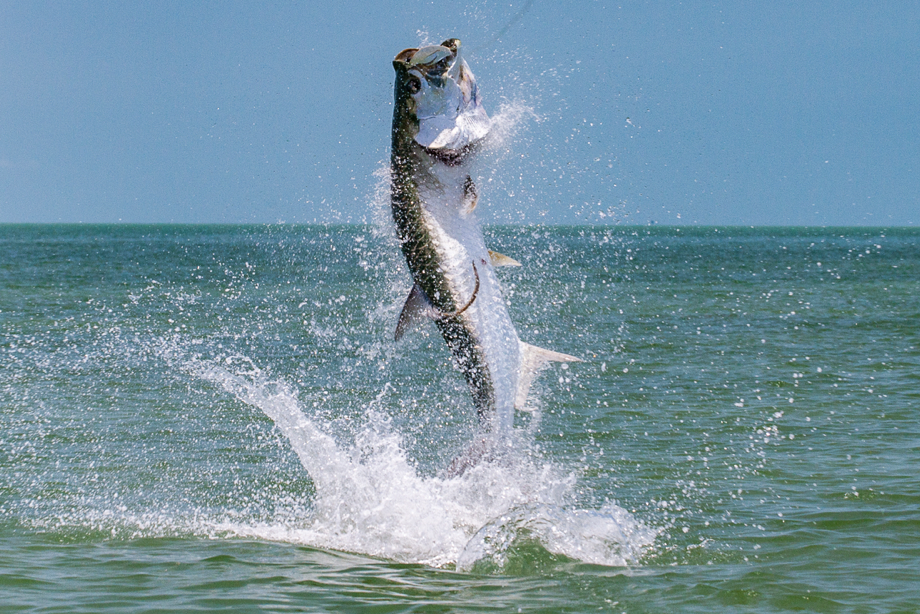 Flats Fishing &amp; The Florida Keys