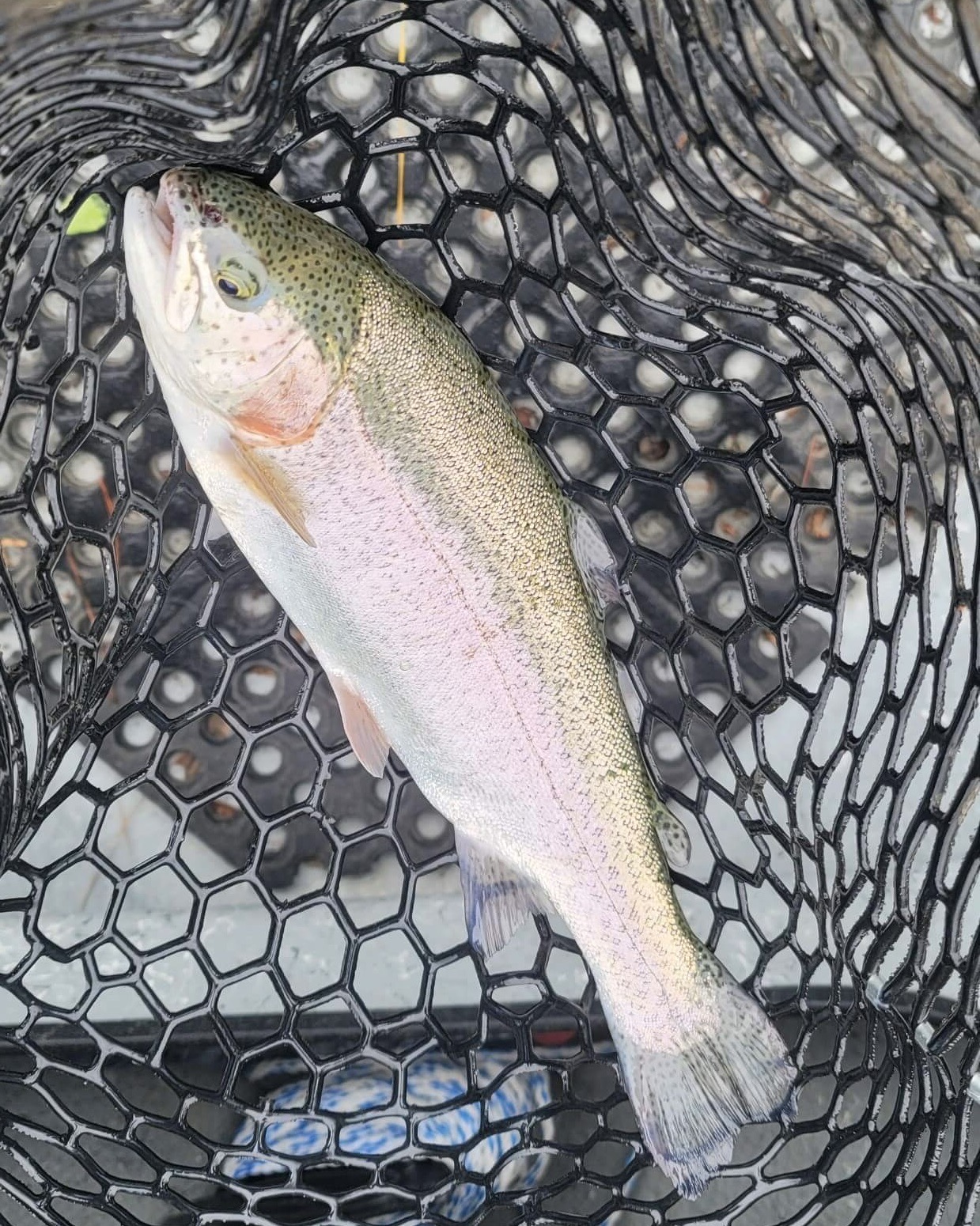 Trout in Net