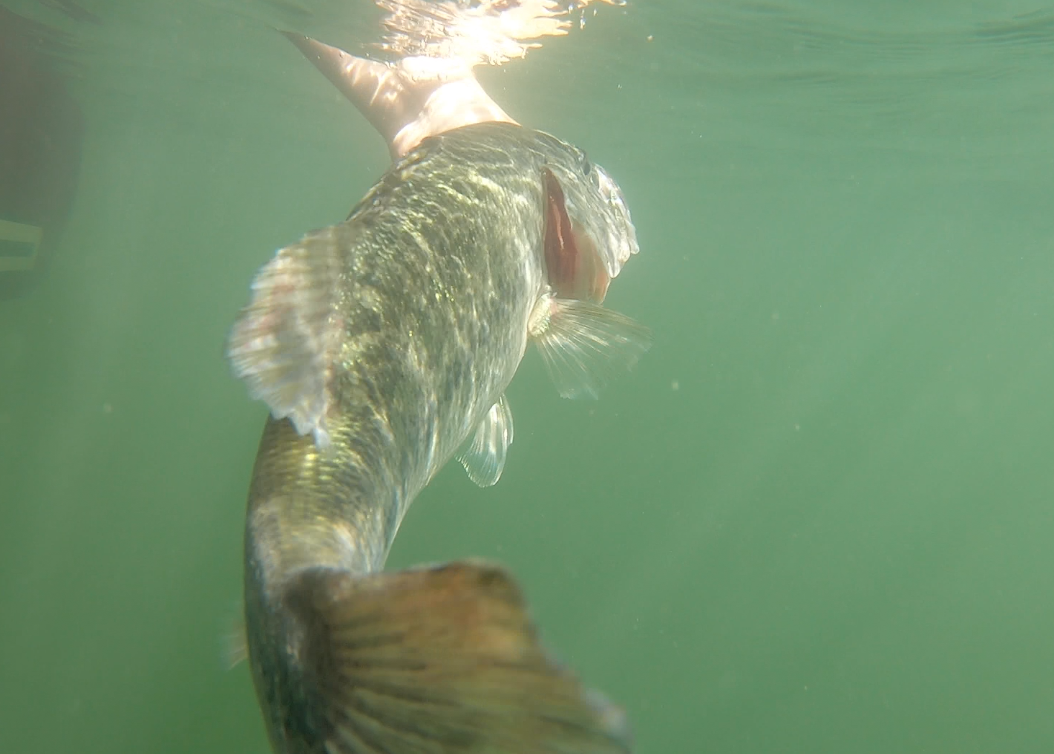 Bass Release