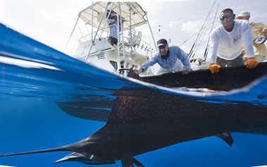 Blue Marlin