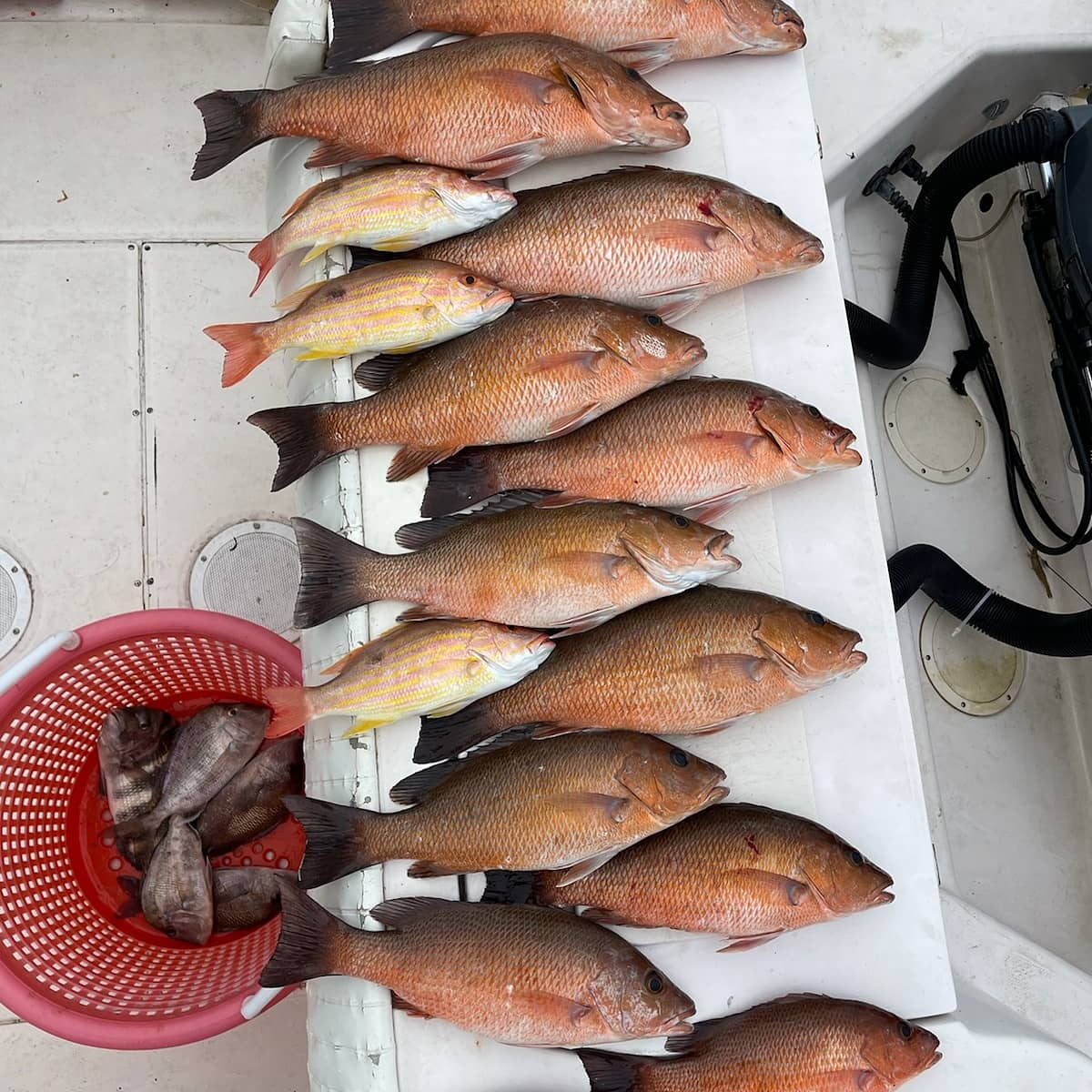 Mutton Snapper and Lane Snapper
