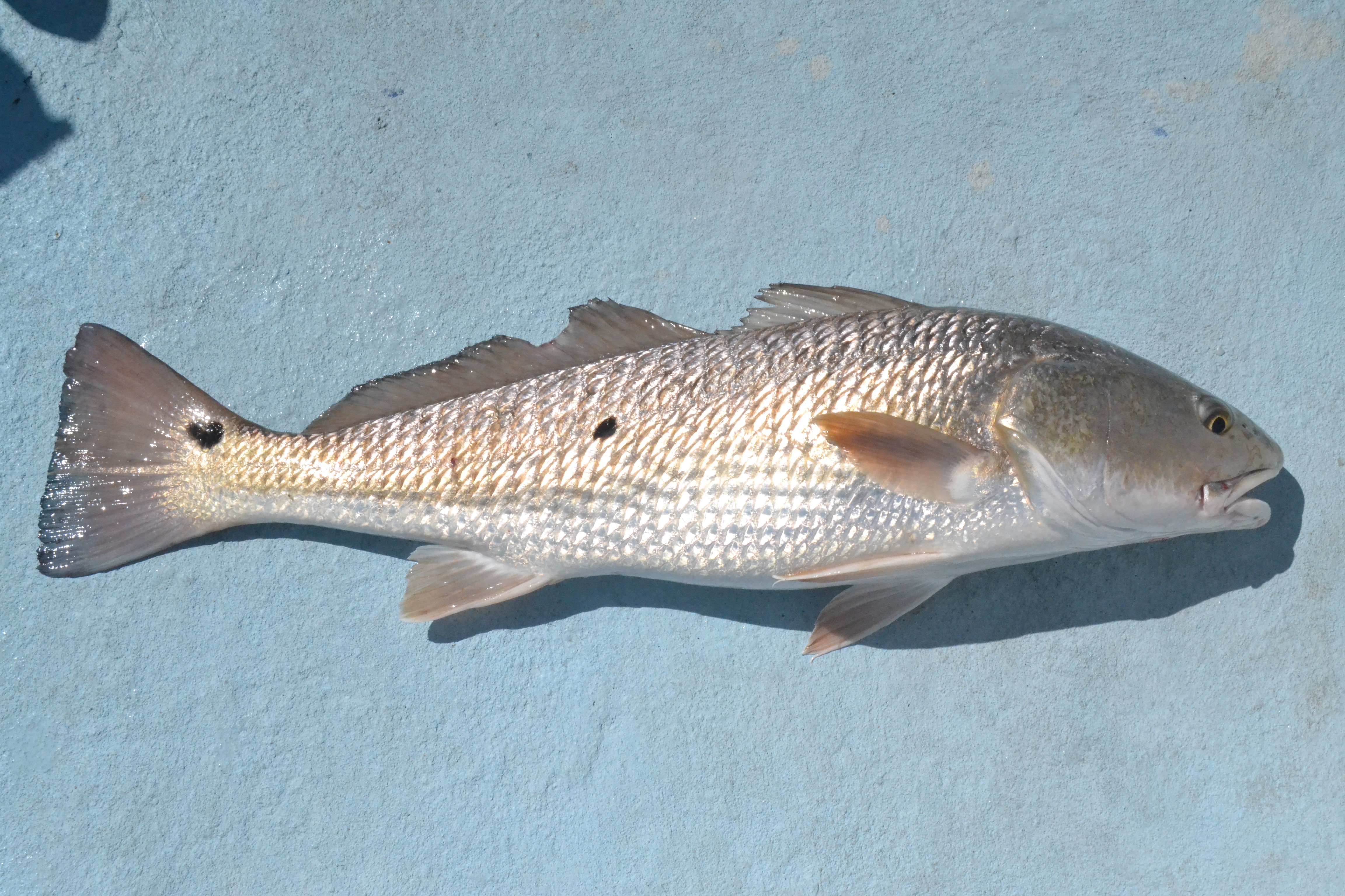 Spotted redfish caught in rockport, texas with captain Jim g
