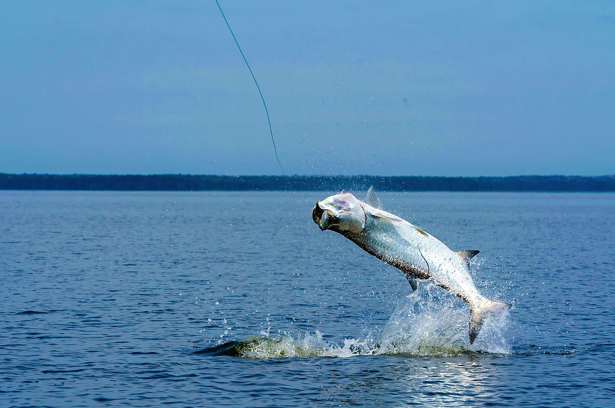 Everything you Need to Know About Fishing Slams