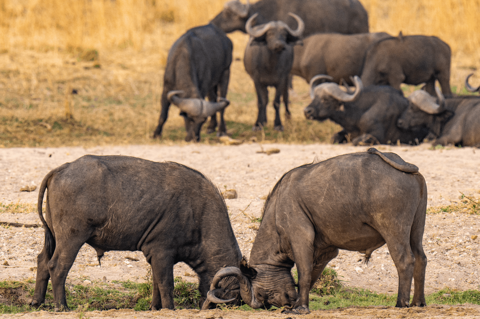 African buffalo butting heads