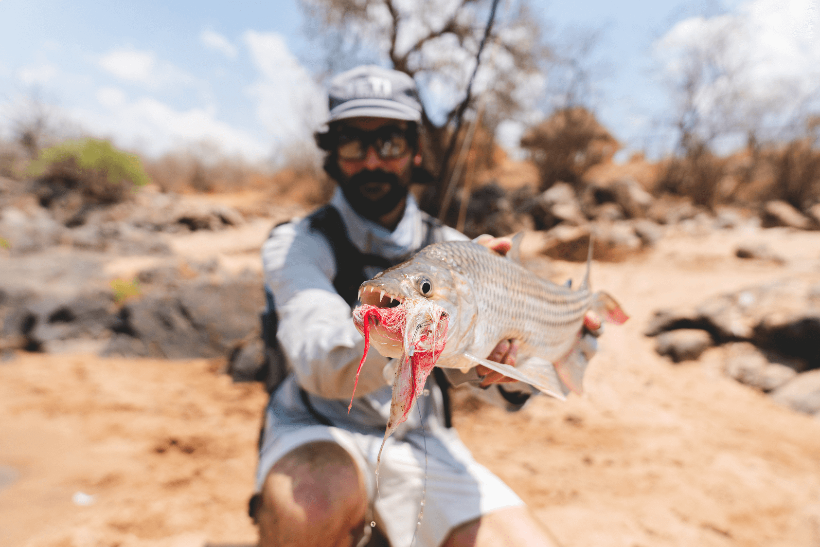 tigerfish on fly