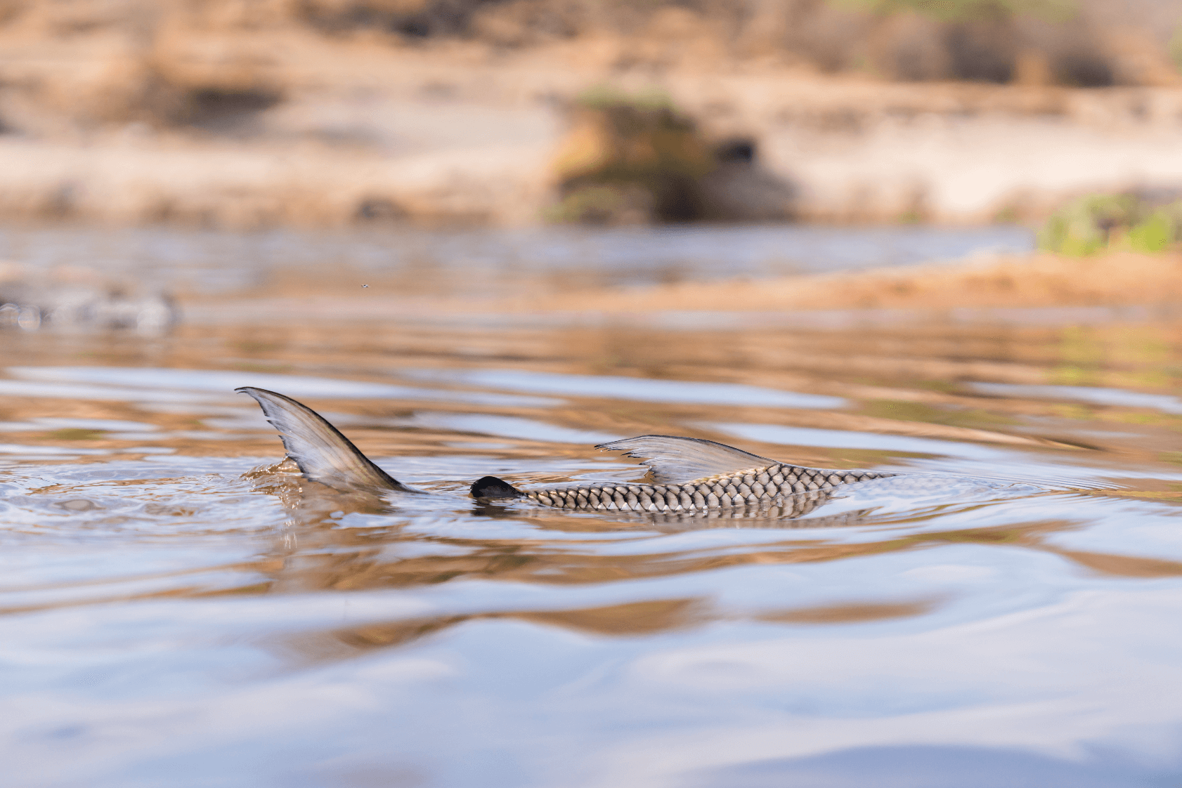 tailing tigerfish