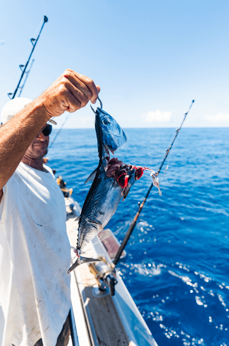 Bait for a dogtooth tuna