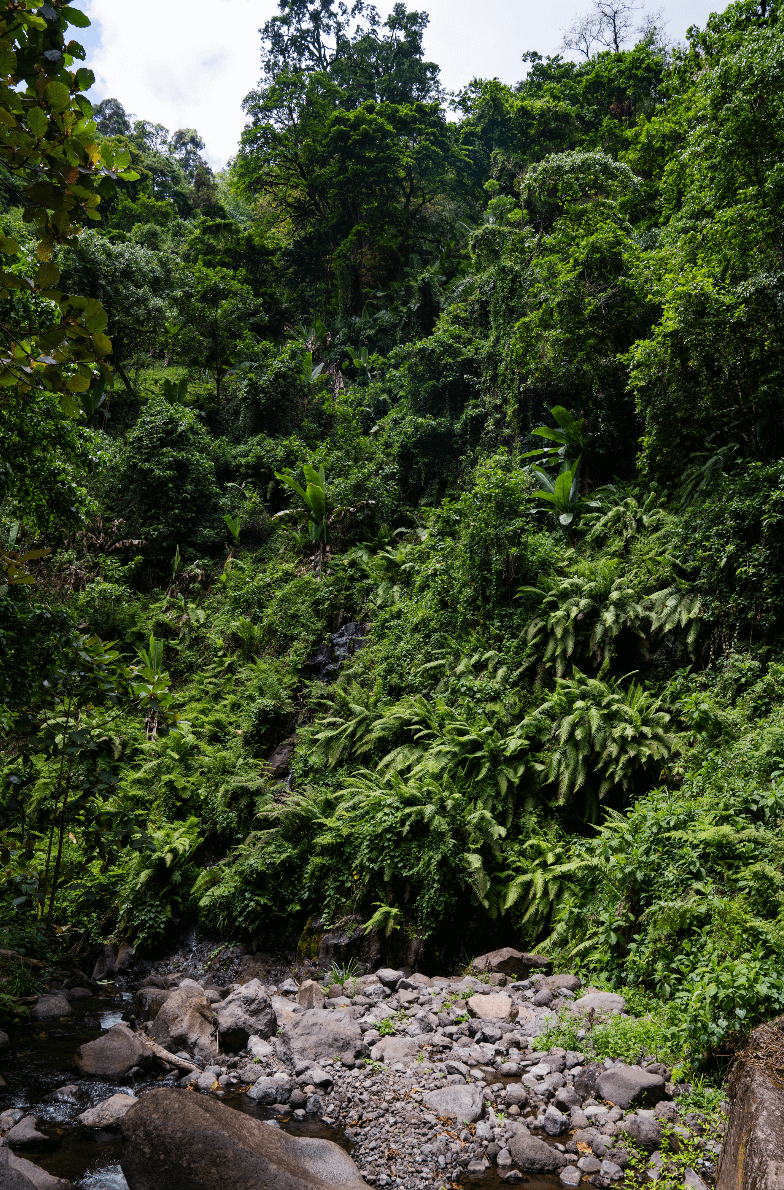 Kilimanjaro fern wall